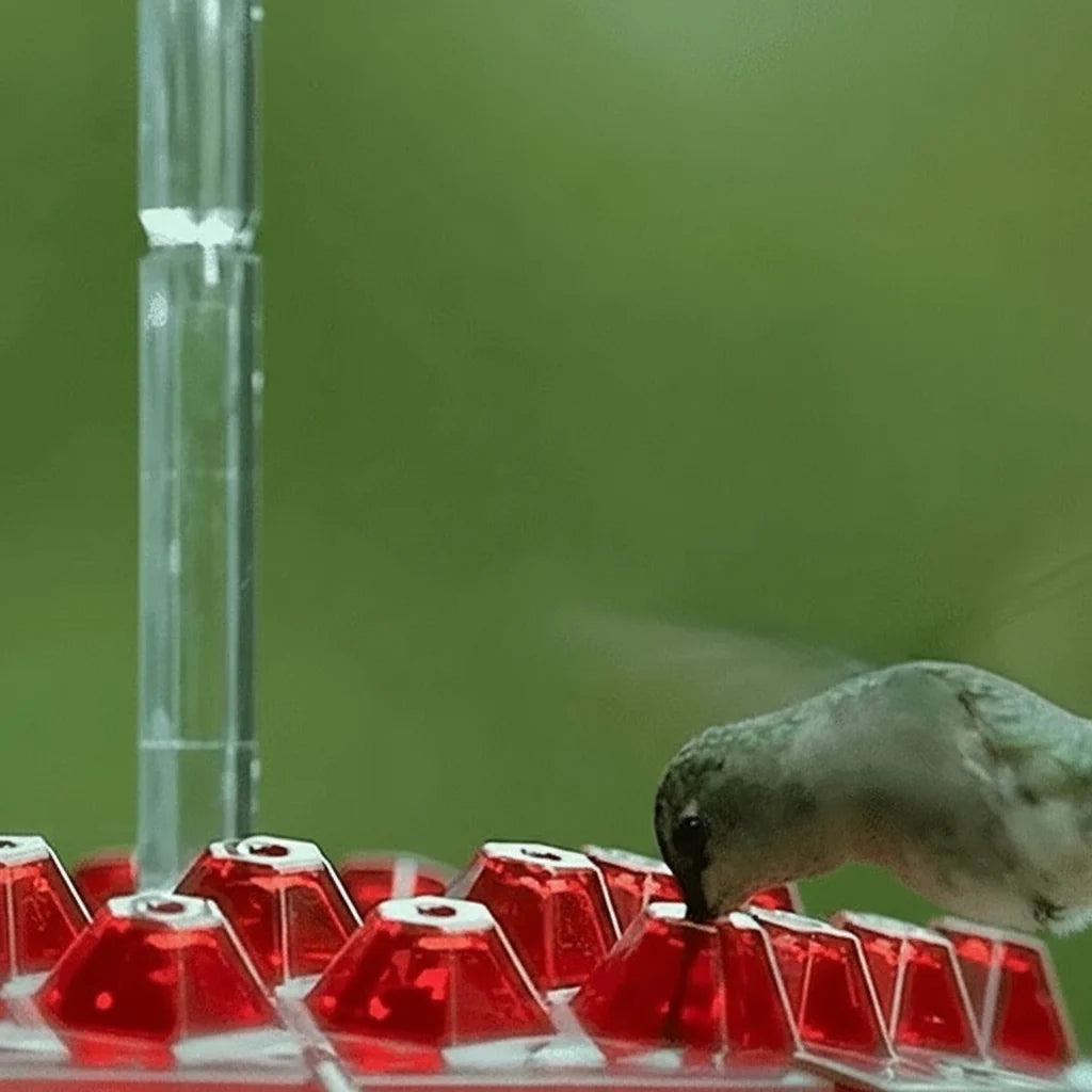 Hummingbird Feeder Built-In Ant Moat Leak-Resistant 24 Oz Glass