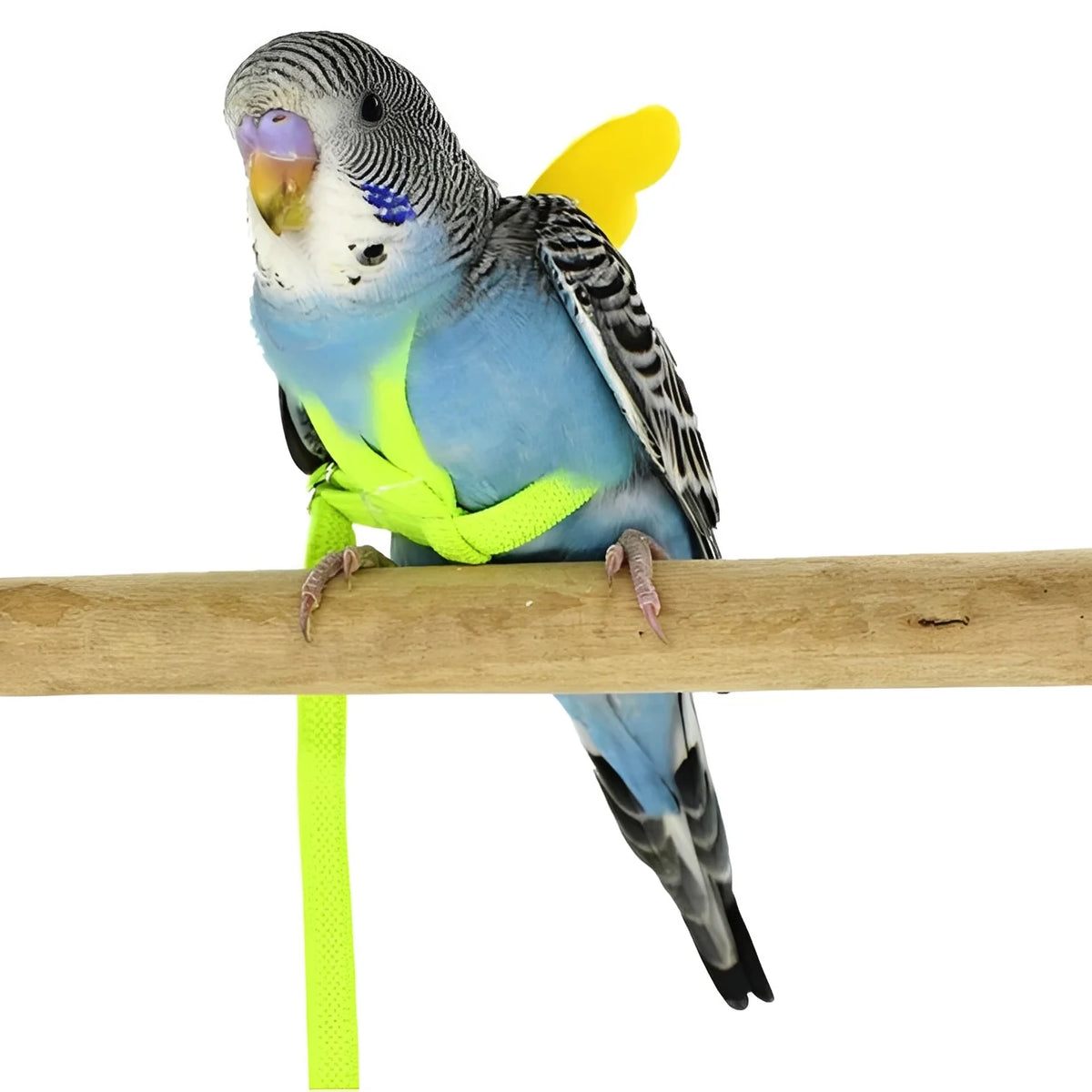Bird Harness & Leash Adjustable Anti-Bite 78-Inch