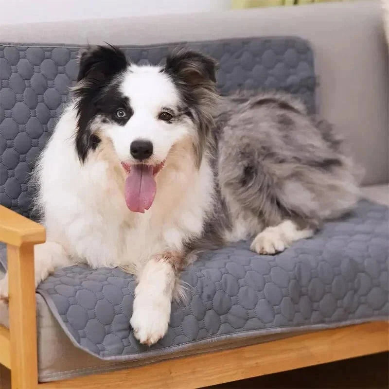 Dog Pee Pads Fast-Absorbing & Leak-Proof